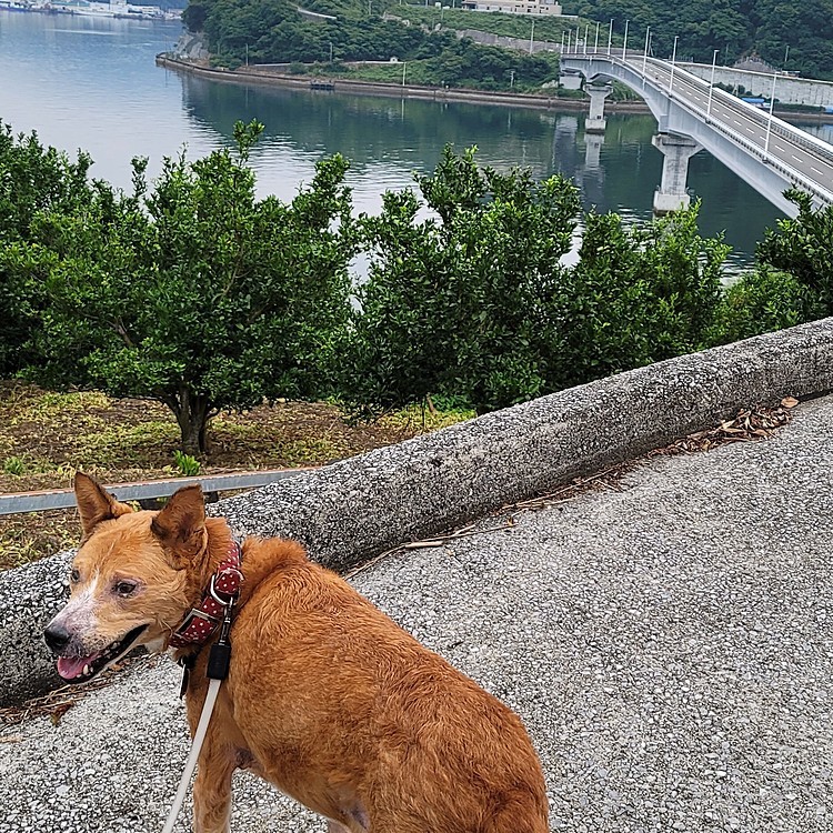 RK🐾໊わんにゃーらんどの投稿