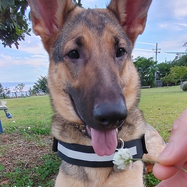 美味しそうなシロツメクサ見つけた🐶✨