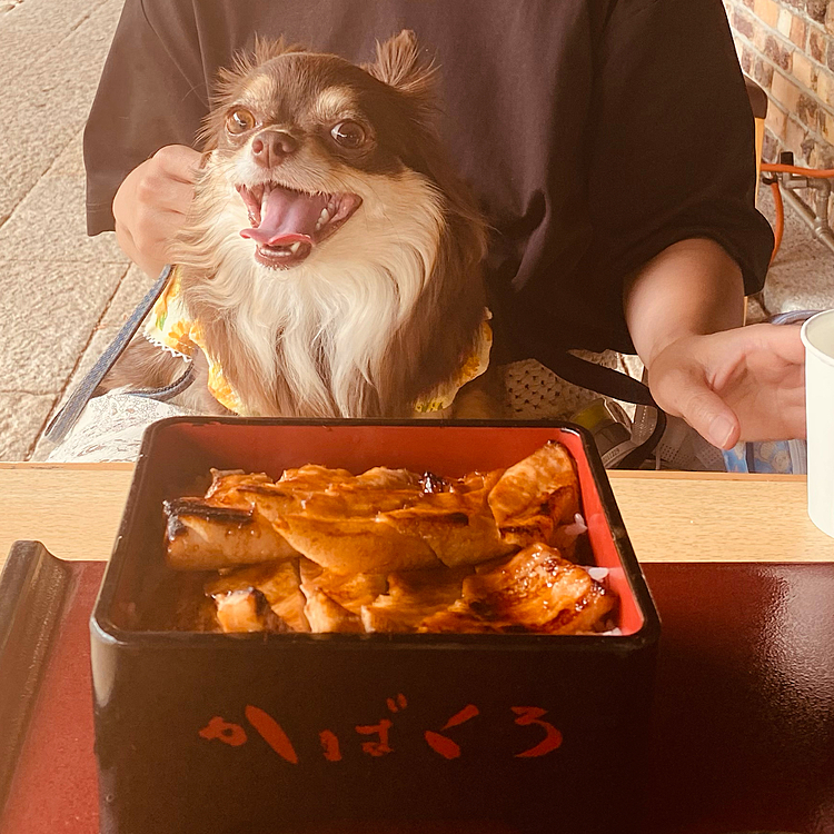 ママの豚の蒲焼き重美味しそうだねー💕
まるちゃんのじゃないよーって言われちゃった💦残念〜