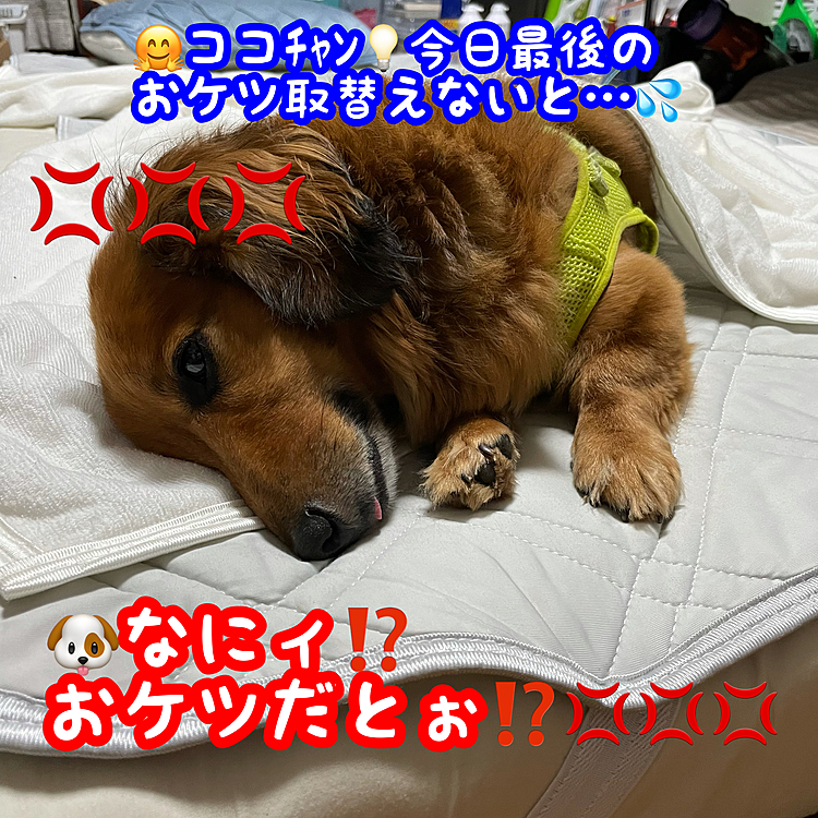 こぉしてゴハンで毎度毎度騙してオムツを替えて夜が更けるのです(￣▽￣;)(苦笑)