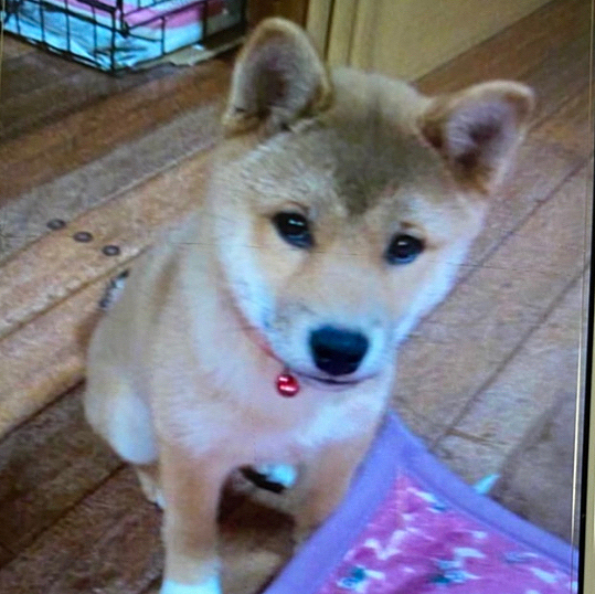 くうちゃんが生後3ヶ月の時🍼
お迎えしてちょっとした時かな😆
可愛い😍