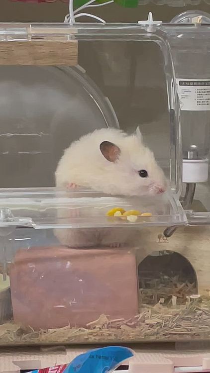 やっと決心してコーンフレーク🌽に歩む🐾