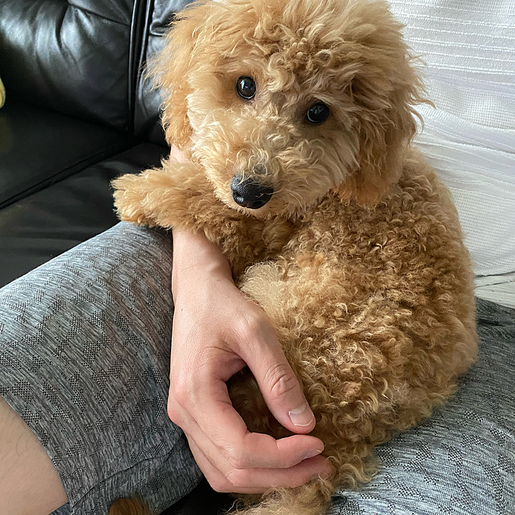 新しい家族が増えましたぁ😍
名前はラテです😘
ペットショップで売れ残りで一目惚れで飼うことにきめました💕
