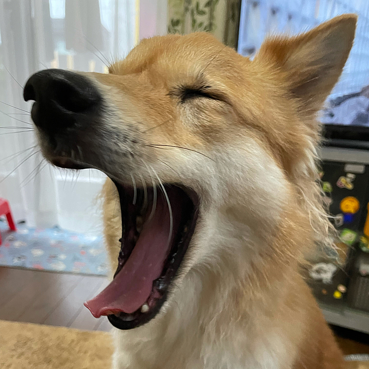 毎日雨…雨…雨…☔️
あくびも出るわ🥱
でも…豪快過ぎない⁉️🤣ララ😅