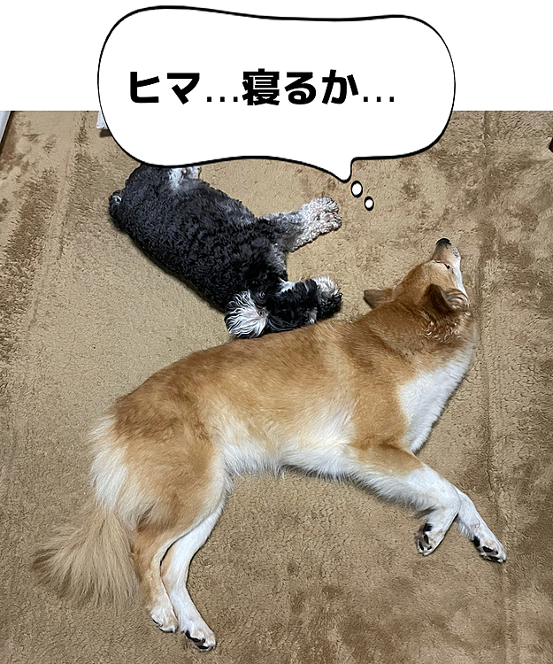 雨で退屈な毎日だけど…平和だね😉