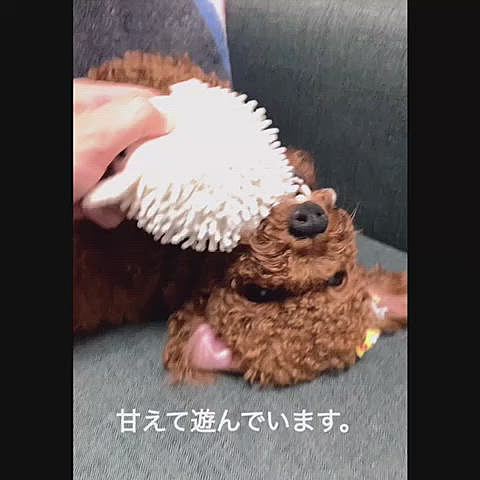 これも犬の時のように可愛い😍
雨で散歩出来ない日のまったり遊びでした。