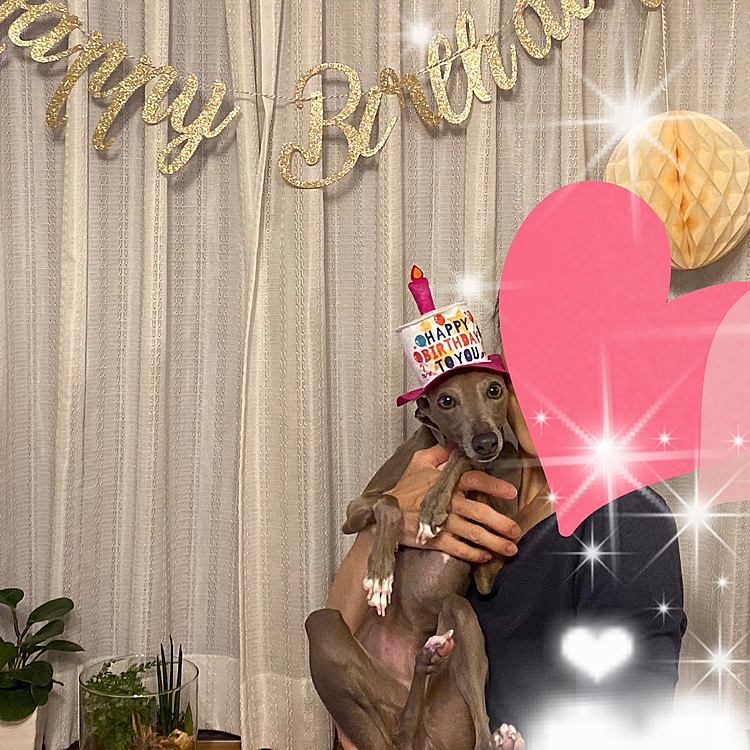 3歳になったマイロ🎂
生まれてきてくれてありがとう。