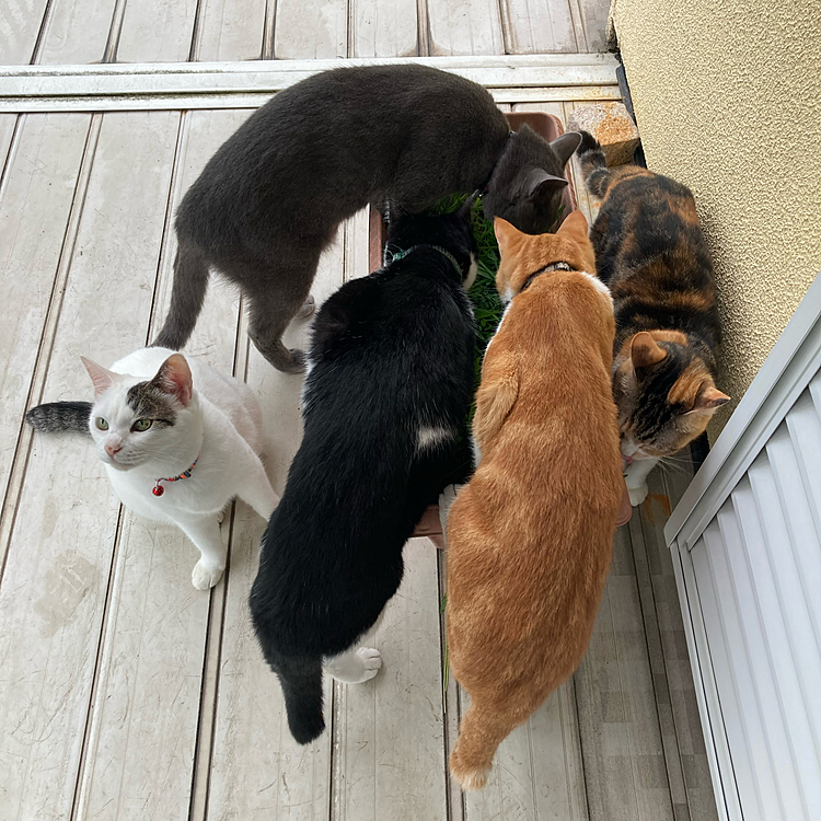 密だニャ！

猫草のびてきた♪
