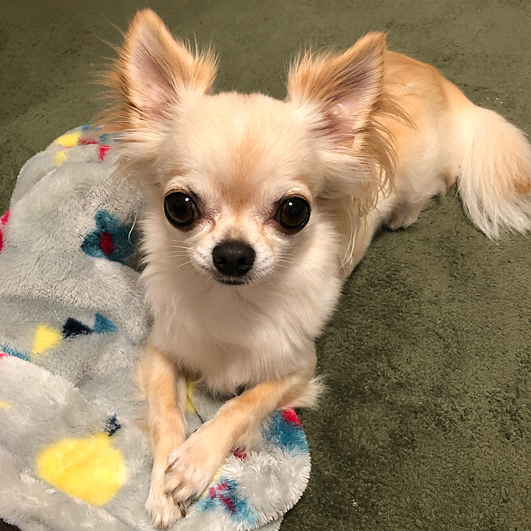 毛布を引っ張り出して満開しています😊
お手手を重ねて可愛いなぁ〜と思いました🥰