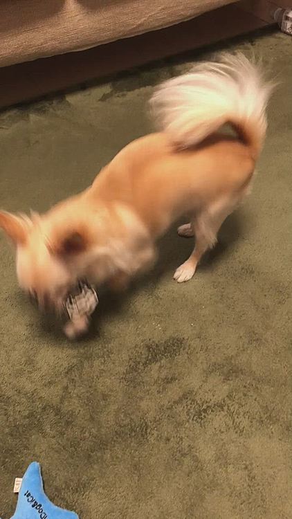 次はお気に入りのシュシュを持ってきて取ってこい遊びや引っ張りっこをして遊びました😊
少しは運動不足を解消できたかなぁ〜😊