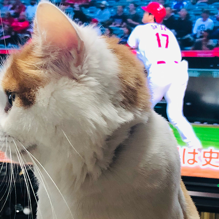 話題の大谷翔平さんと2ショットだわ