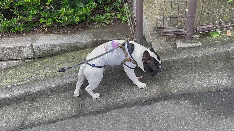 途中で次男とは別れてニャンコ街に入りましたが、今日は出払ってるようでした😅
