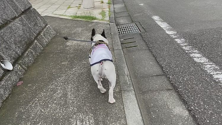 ニャンコ街を抜けていつもの丘の上へ向かいます。
一応、お花をクンクン🌸
