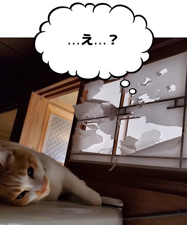 その②
いつもくつろぐ、近くの冷蔵庫の上。
そこが好きなワケ…
見れば分かるわ…😅