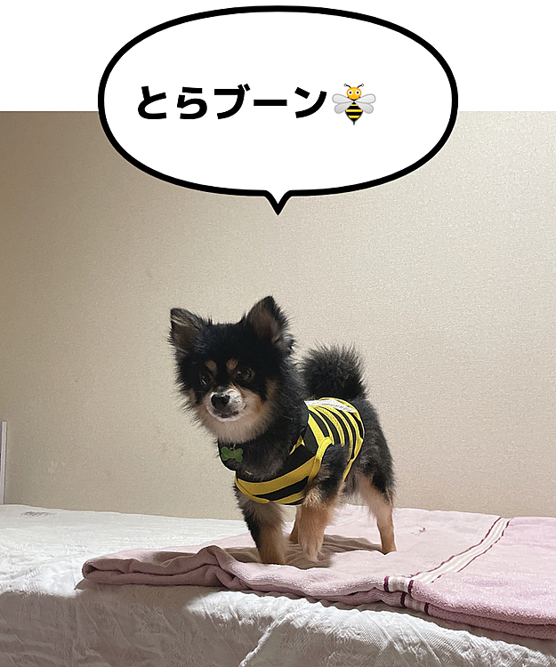 ハチとらくん終了のお知らせ🐝...

昨日投稿したスリーコインズで買ったハチさん🐝
短い命でした、、、

今日お散歩行ってきたとらブーン🐯🐾


まさかまさかの、、、

鳥のうんちに直撃しまして、、、🤣笑


飼い主潔癖症の為、
たった一日の命でした、、、笑

🗑...👋💦
