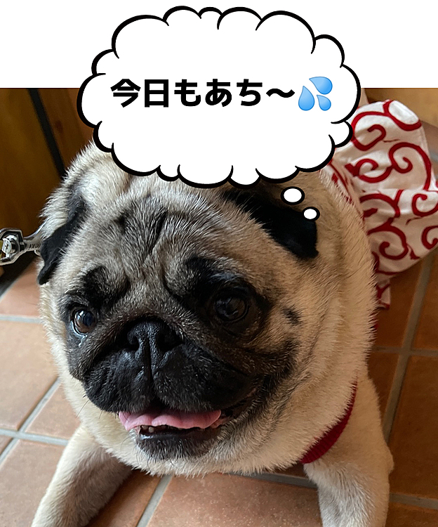 お散歩蒸し暑かったです💦
玄関でクールダウン🧊
