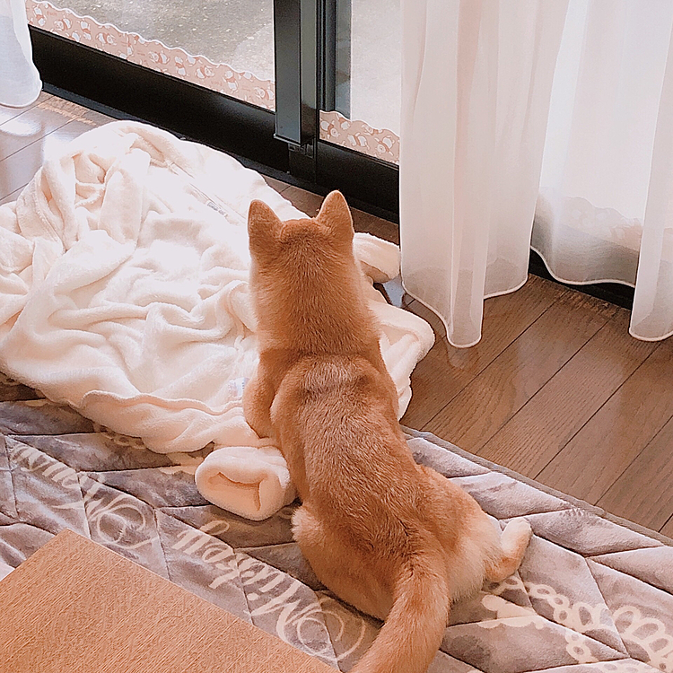 マロンちゃん🐶ママに、こまちゃん毛色が濃くなったねって言われて❣️
飼い主は毎日みてるからか気付かず🤣🔰

...確かに🔥濃くなってた🐾
成長を見守って貰えてて幸せものめ😭❣️
