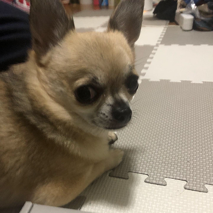 私が食べているものを狙ってます😆
pocoのデザートは、グリニーズです🦴