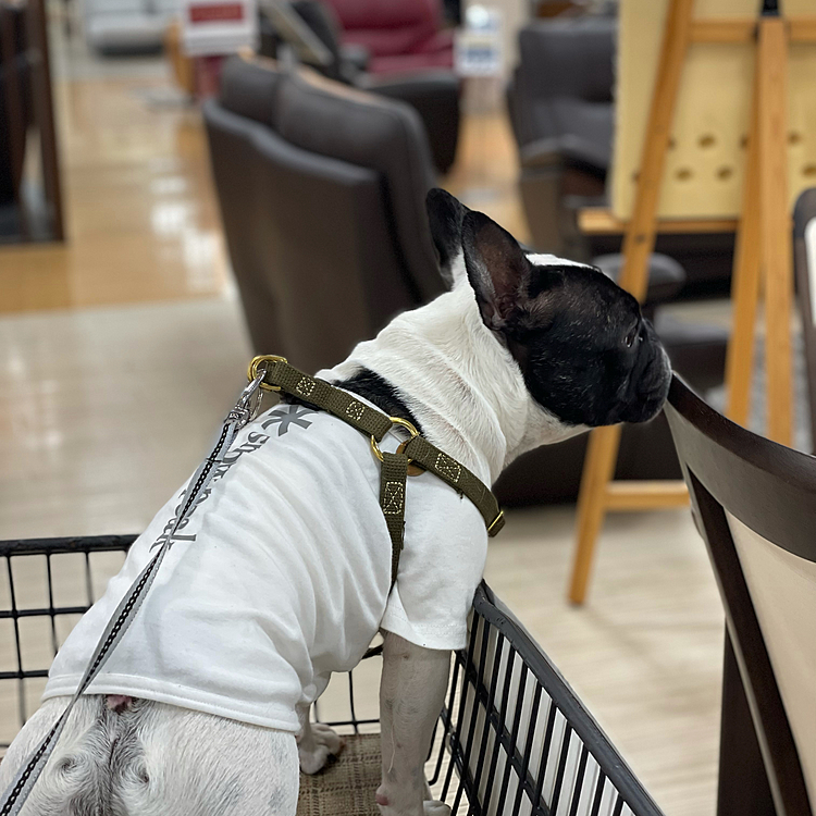 必要な備品があり出掛けようとすると猛烈アピールがありましたので、同行です😆