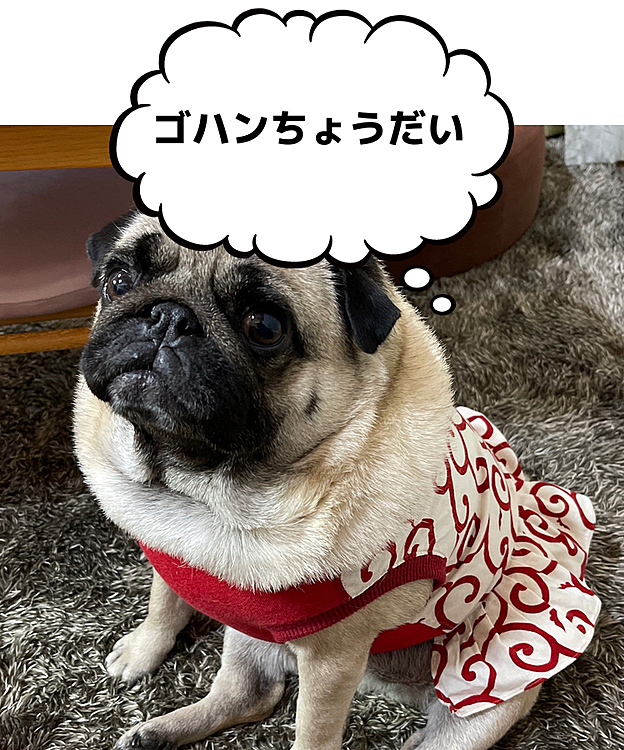ママさんお片付け中
ウマウマおねだりです🍚