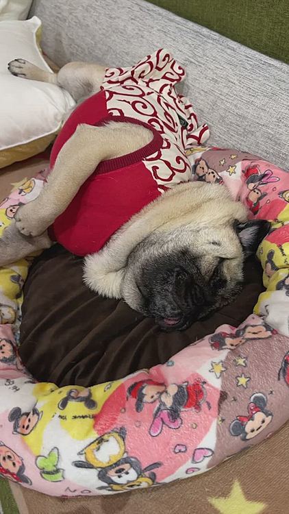ウマウマ食べておねむです💤