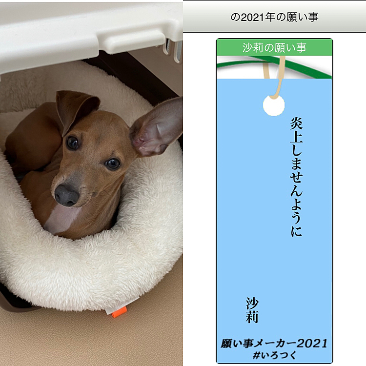 サリちゃん、あなたは
何やらかしたの⁇😭😭😭