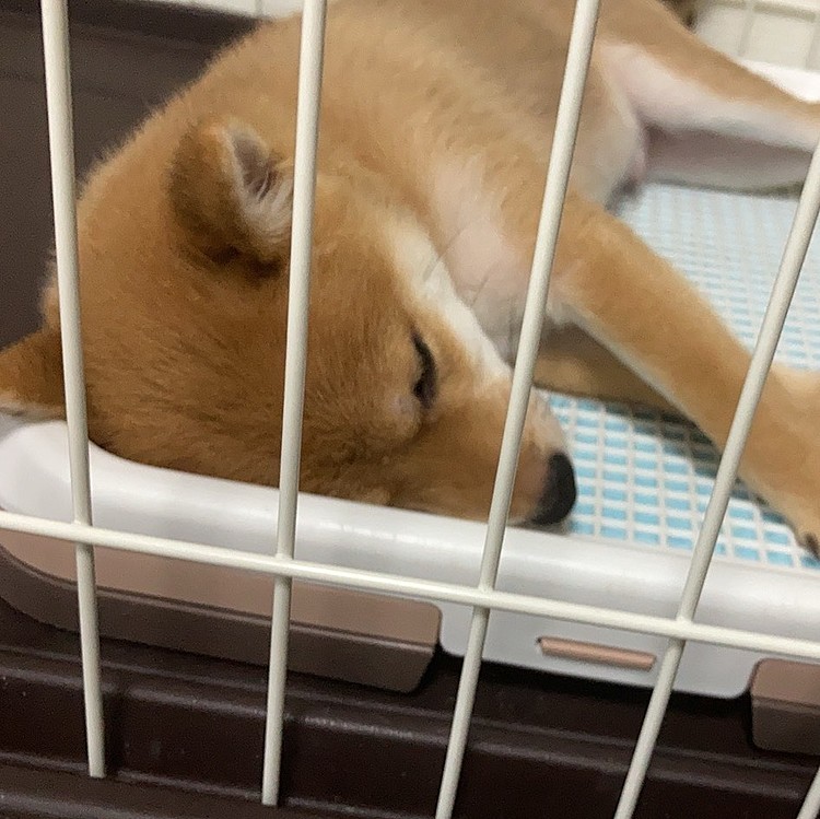 豆😰😰😰トイレ🚻で毎日💦
😪💤💤寝る😥😥😥