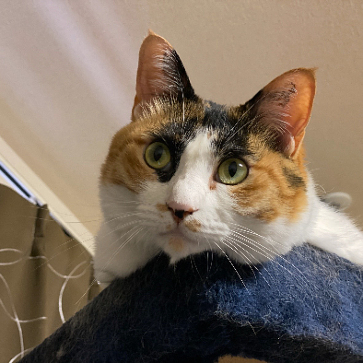 ドアップにゃ