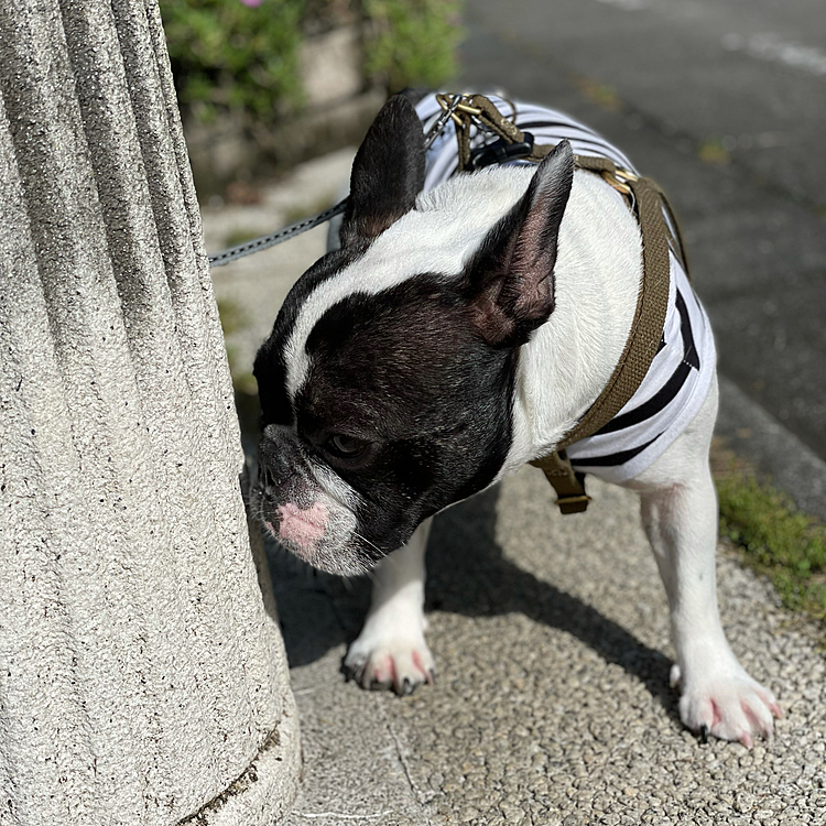 久しぶりに朝から良いお天気でお散歩行ってきました😀