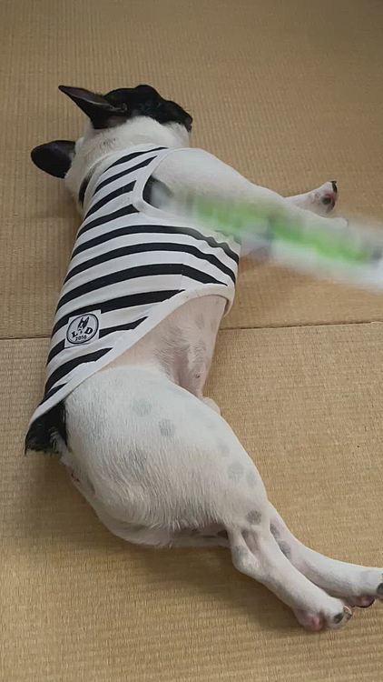 やはり和室でクールダウン😆