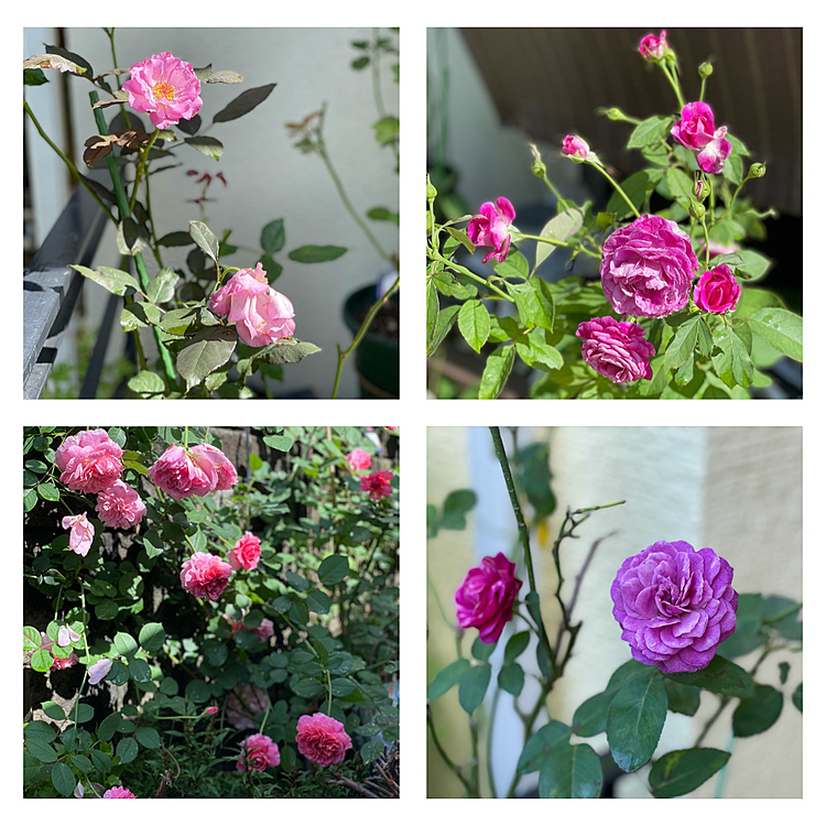 おまけ 今日の薔薇🌹🎺