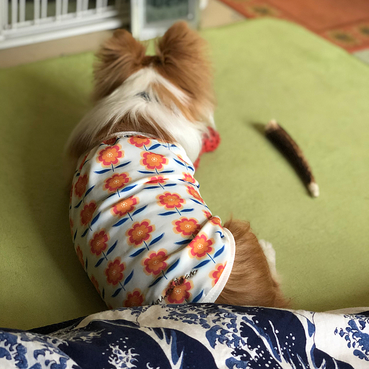 小春、朝ごはん食べてまったり🎵🐶
と、思わせておいて…
張り込み中の小雪刑事を張り込む公安の刑事です🤣