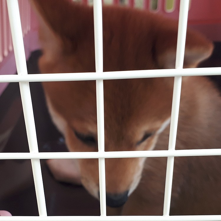 ‼️助けて🆘‼️
病院には行きたくない😥😥😥
キャイ～ン🐶
