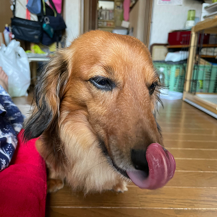 ペロリンちょ😋😋😋(笑)