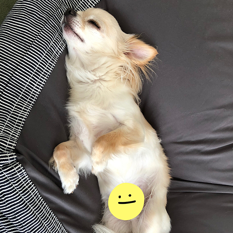 2021.7.10(土)
こんばんは⭐️
今日は久しぶりにお天気でした☀️
朝からクッションのカバーやくうの物などたくさん洗濯をしました😊
クッションカバーを替えたらすぐに占領していました🐶💤