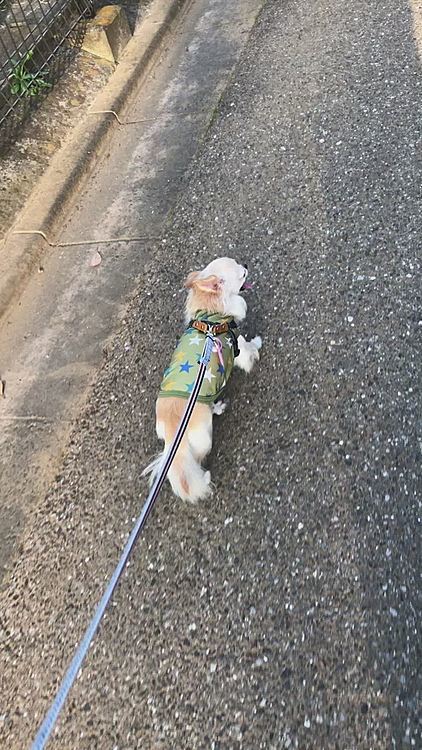 夕散歩に行ってきました♪まだ暑くて汗だくでした💦くうも暑くてハァハァしていました🐶💦