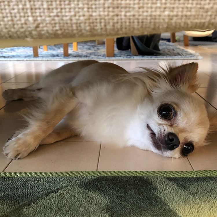 家に帰ってきてソファの下でクールダウンしていました😅