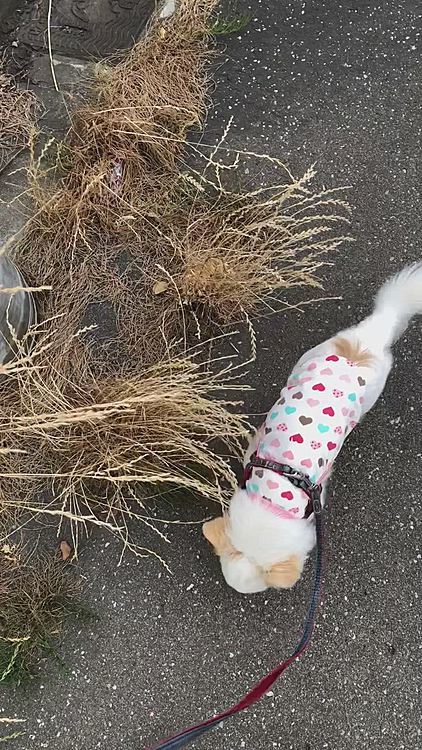 昨日、またまたお散歩中ゴミ収集車に遭遇😅
逃げようとするポコちゃん🐕💦
ゴミ収集車がいなくなったら普通に歩いてくれました🐾
ゴミ収集車が行った方をチラッと確認してました🤣