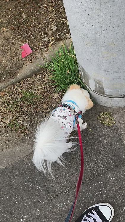 今日は午後から雨予報で夕散歩は無理だろうとお昼前に1回だけお散歩行きました🐕🐾
電柱のお手紙を一生懸命クンクン🐶
この後微々たるお返事出してました😆