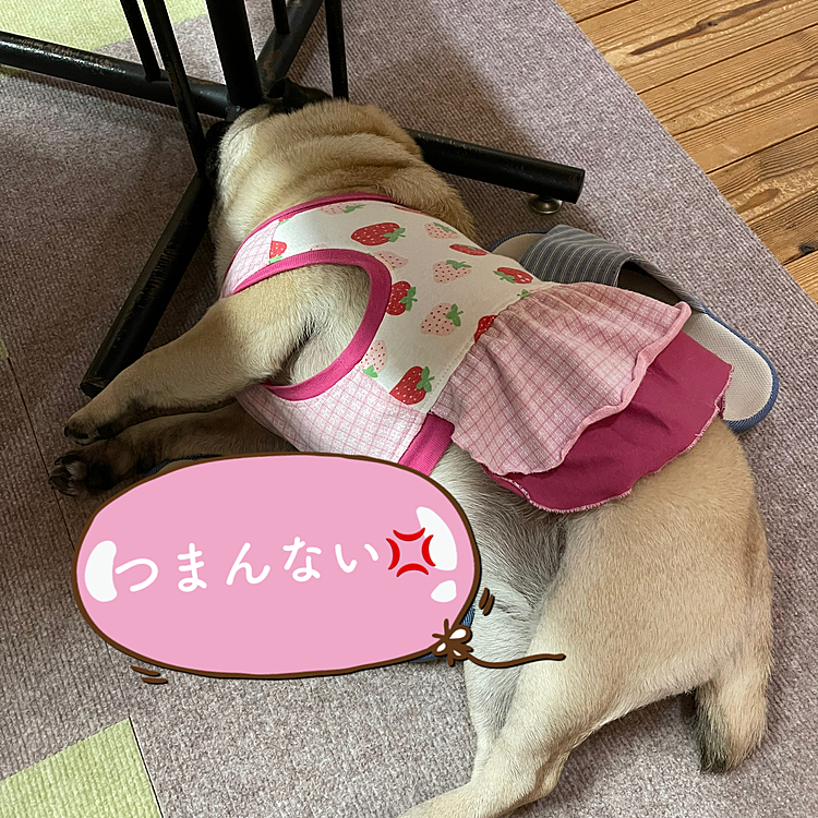 とうちゃんパット練習⛳️で遊んでくれません🐶
すねまるふて寝です🐶