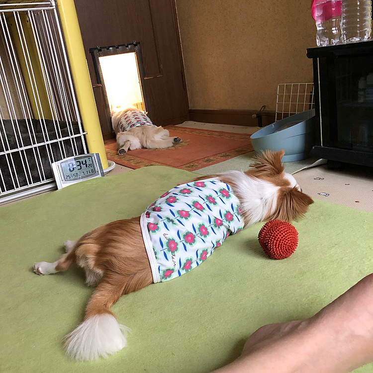 おはようございます⛅️
小雪、また今朝も張り込み中です🎵🐶
小春は朝ごはん完食して転がってます🎵🐶