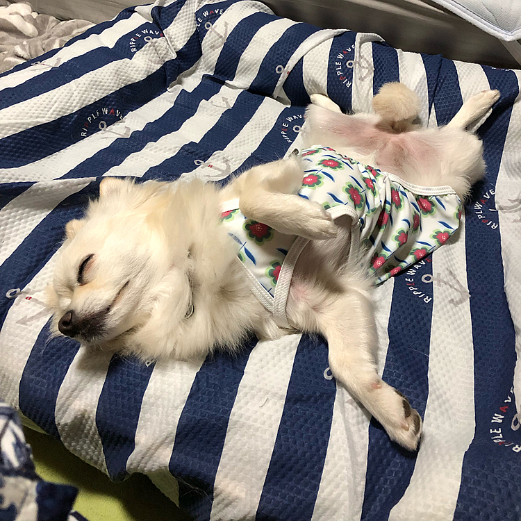 昨夜🌙
小雪のベッドカバーを夏仕様にしました✨
どんだけ寝相悪いのよ〜💦
大きめベッドにしといて大正解やわぁ🤣