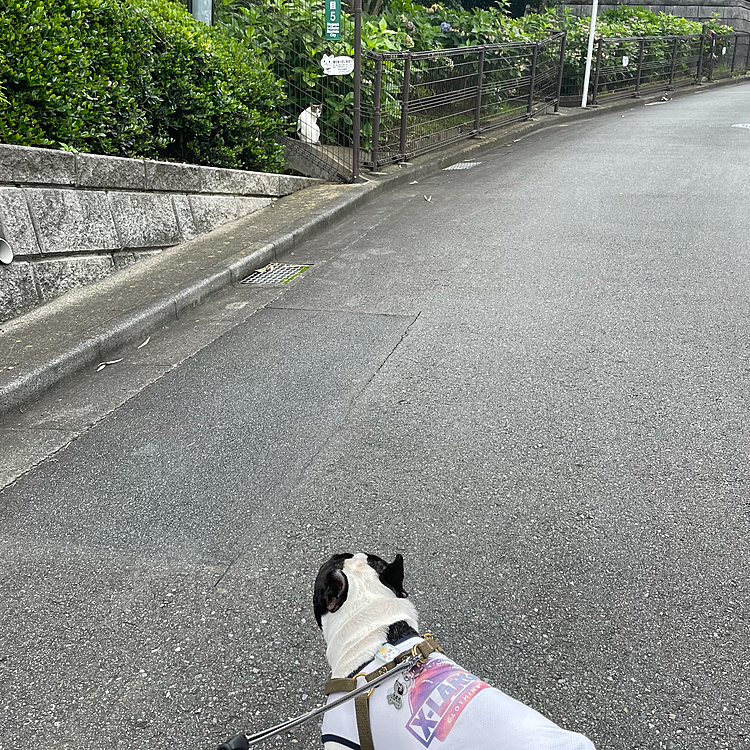 朝散歩行って来ました。
ニャンコ街でご挨拶😅