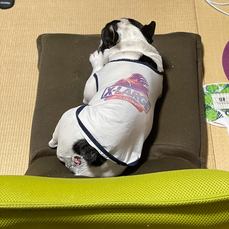 お風呂から出てきたら和室の座椅子の上を占拠して待ってました😅