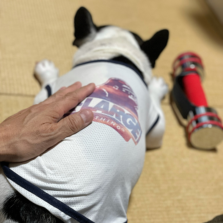 畳の上に移動してもらいました。
後で団扇で扇いであげるからね😅