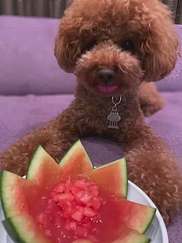 11日(日)
昨夜スイカを容器にゼリーを作りました🍉
ギザギザだと刺さりそうと結局切り落としました😅
今日はモーニングをしにロング散歩🐾
先日両親とランチしたお店♪
到着してすぐスイカゼリーをあげても食べません😲
熱中症⁈と心配しましたが元気そう😉
この地方のモーニングはドリンク代のみでトーストなどが無料で付きます❣️
トースト、おにぎり、冷やし茶漬けがあり冷やし茶漬けを食べました😋
サラダと茶碗蒸しも付いてコーヒー420円、私はアイスオーレで500円♪
帰宅後シャワーから出ると親子揃って😪