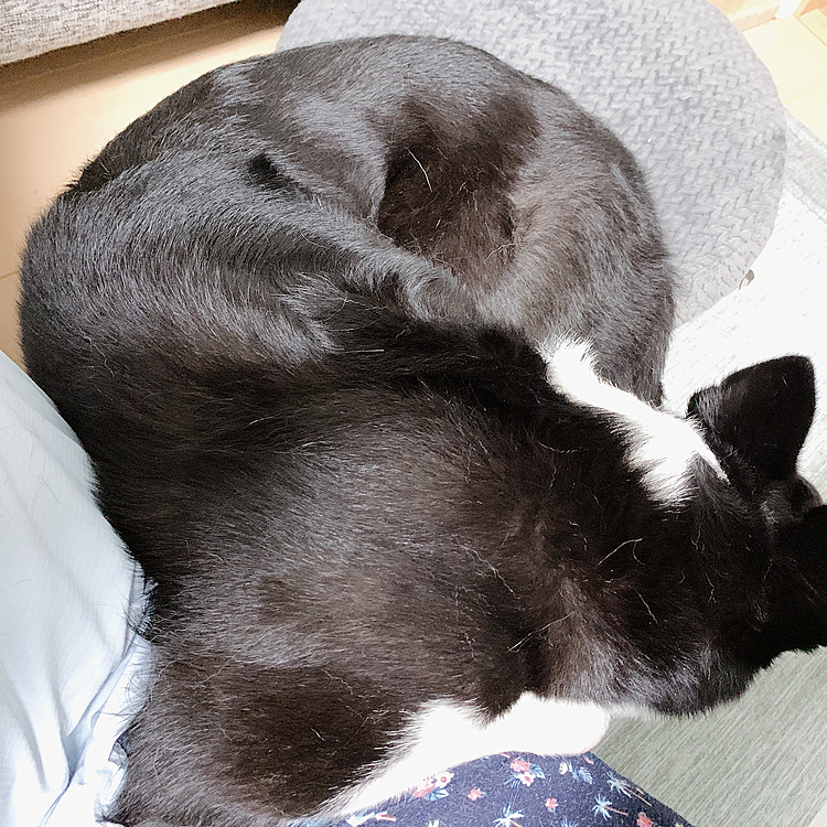 雷が怖かったらしく慌てて膝にきて
震えてる🥺可哀想だけど可愛い💖