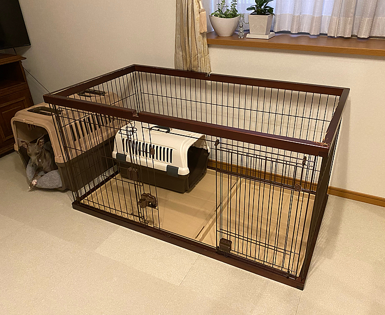 サリのお家を綺麗にお掃除&洗濯。
今日、晴れて良かった☀️
