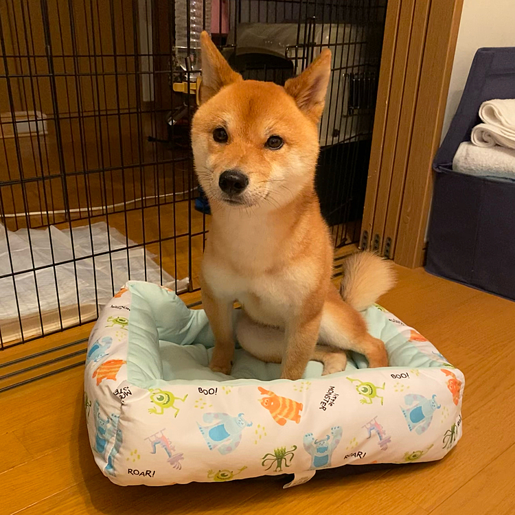 2021.07.11
今日はホームセンターへ行って新しいベッドや歯磨きガム、トイレシートなど、いろいろ買い足してきました😊