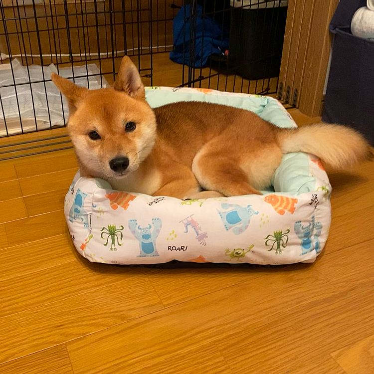 ベッド気に入ったみたいです✨

今までつかってた夏用ベッドを２つ。。。お留守番の間暴れてしまいダメにしてしまいました😭
